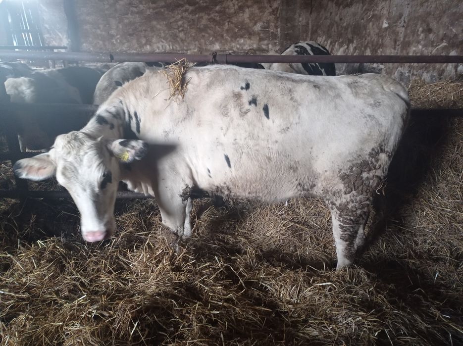Jałówki cielne   styczeń/luty