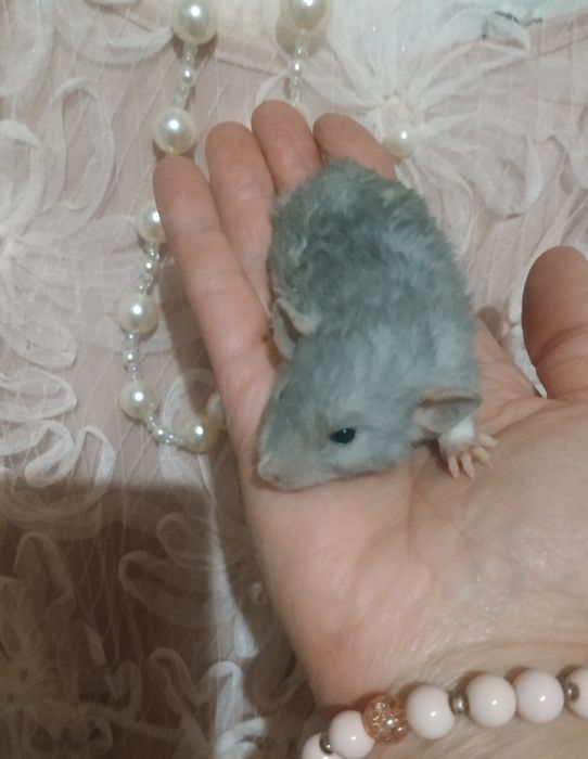 Очень красивые голубого окраса крысята Дамбо Рекс в Харькове крыса