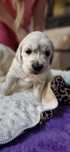 Piesek Golden Retriever FCI szczenie
