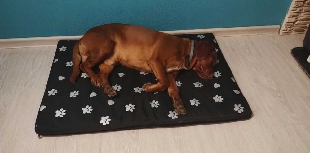 Legowisko dla Psa XXL Wodoodporne Miękkie Materac