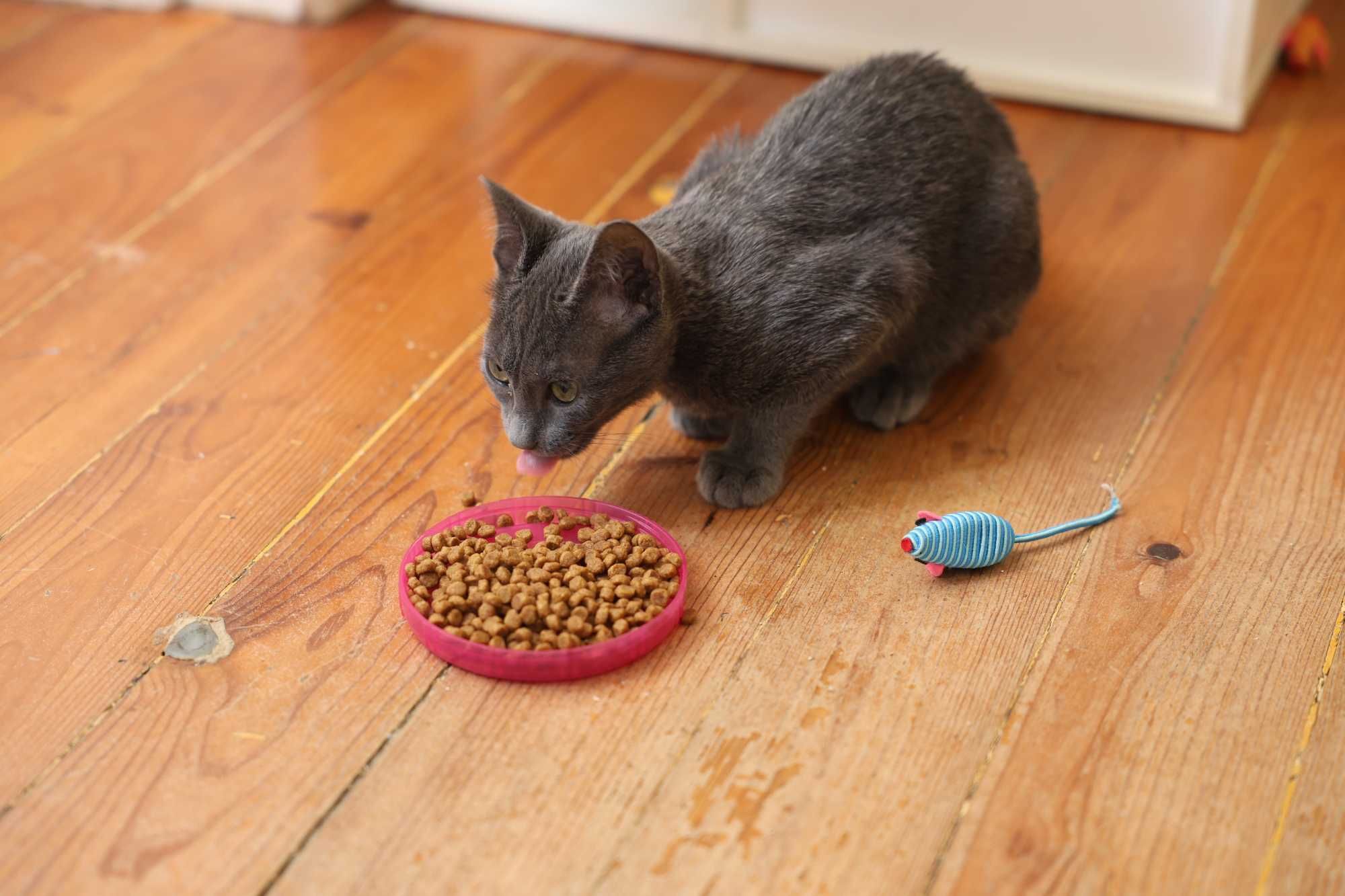 Gatinha com 3,5 meses para adopção responsável