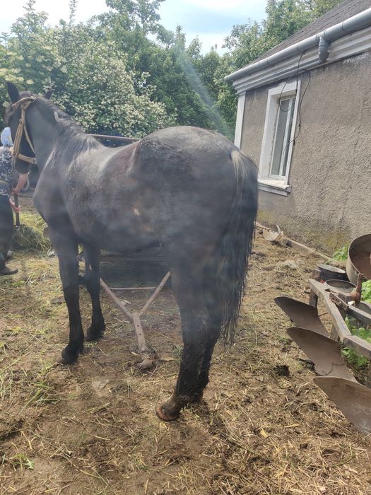 Молода кобила 1 рік здорова та активна