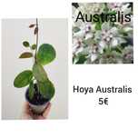 Hoya Australis - flor de Cera