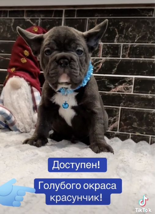 Люксовый французик голубого окраса от питомника