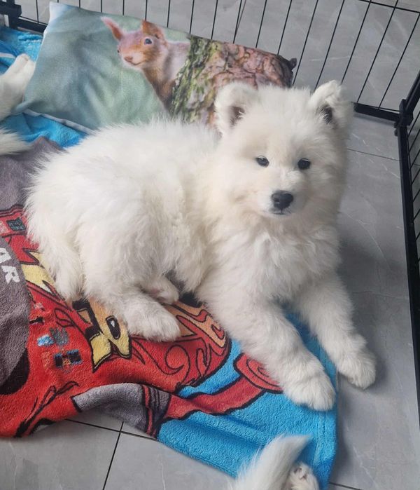 Samoyed SWKiPR-gotowe do odbioru