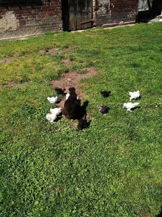 Sprzedam jajka Silek do wylegu