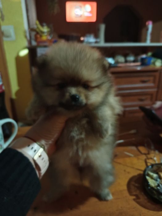 Szpic miniaturowy pomeranian