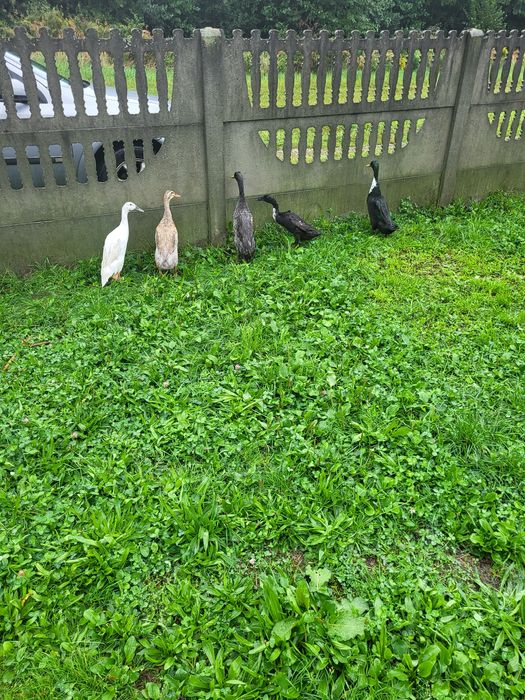 Gęsi,  Kaczki francuskie i bieguski żywe i tuszki