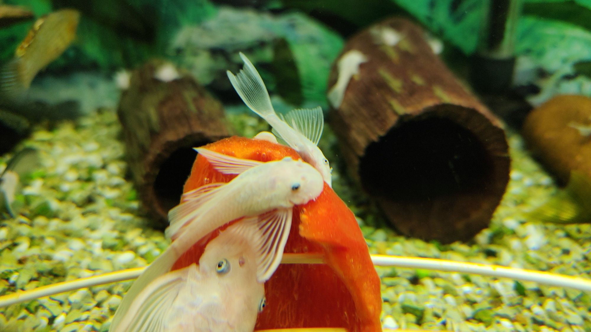 Glonojad/Ancistrus Snow White Long Fin / Znana płeć/ WYSYŁKA