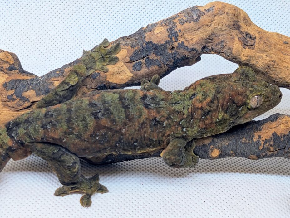 Gekon omszały samiec maindland Black week