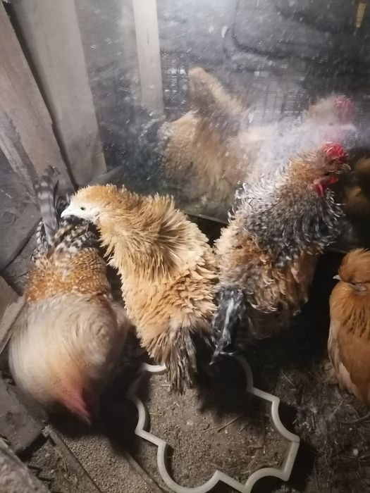 Куры корольки помеси выставочный пород