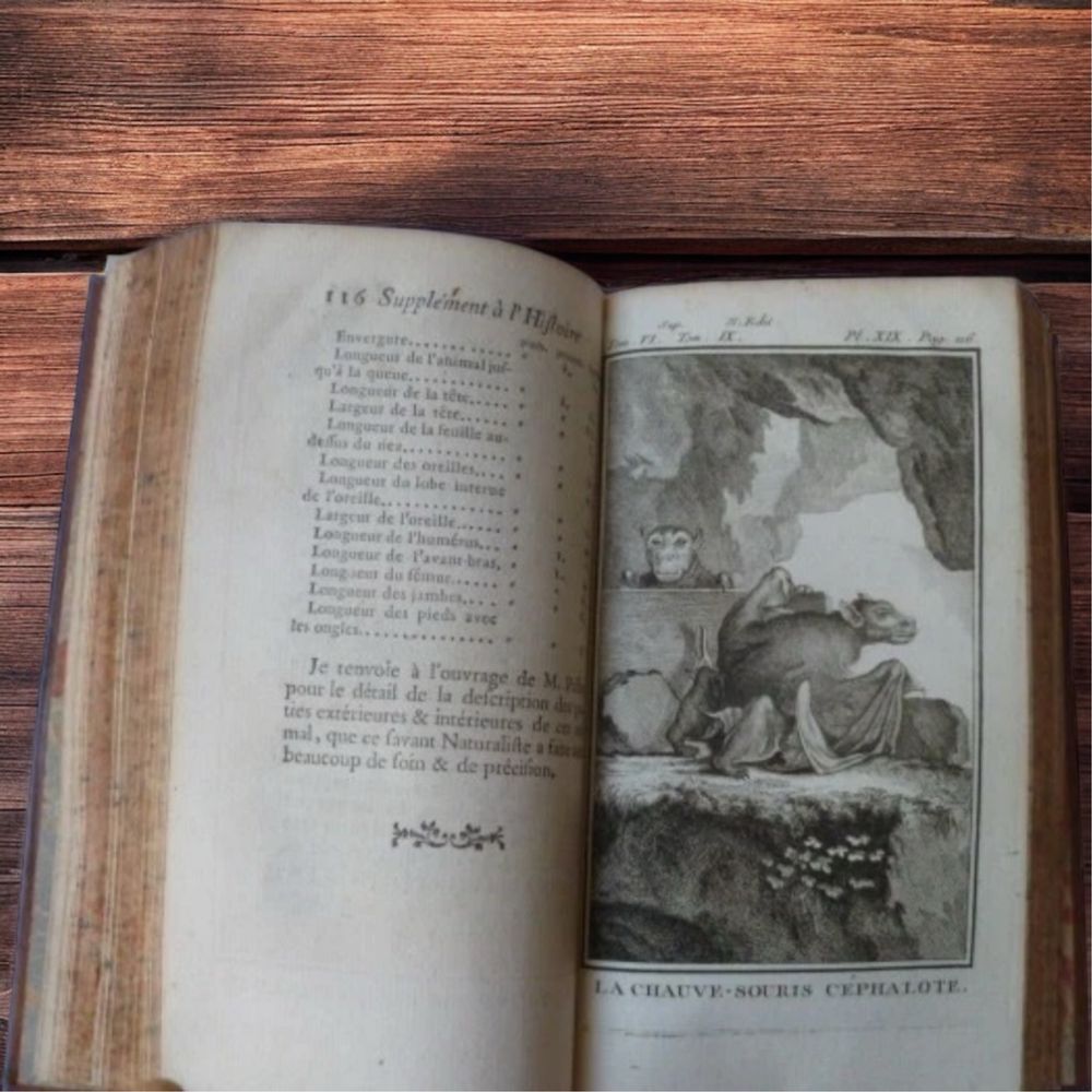 Zwierzeta Buffon 1777 miedzioryty