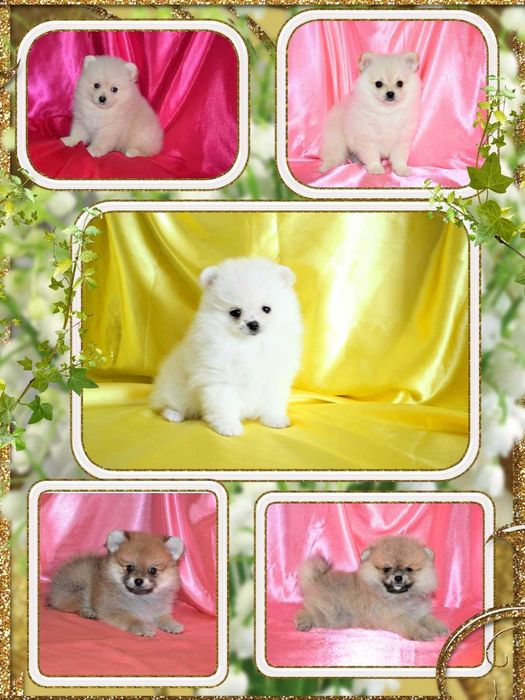 Большой выбор щенков Померанского Шпица.