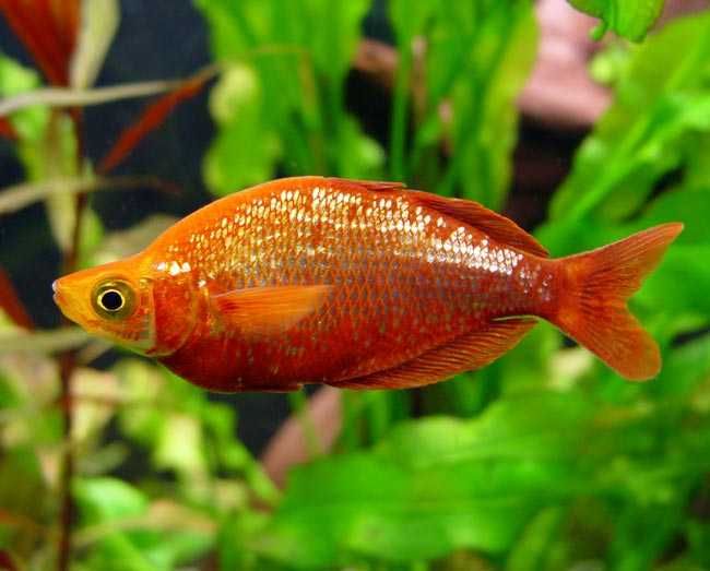 Tęczanka czerwona / łososiowa (Glossolepis incisus) WYSYŁKA AKWAWIN