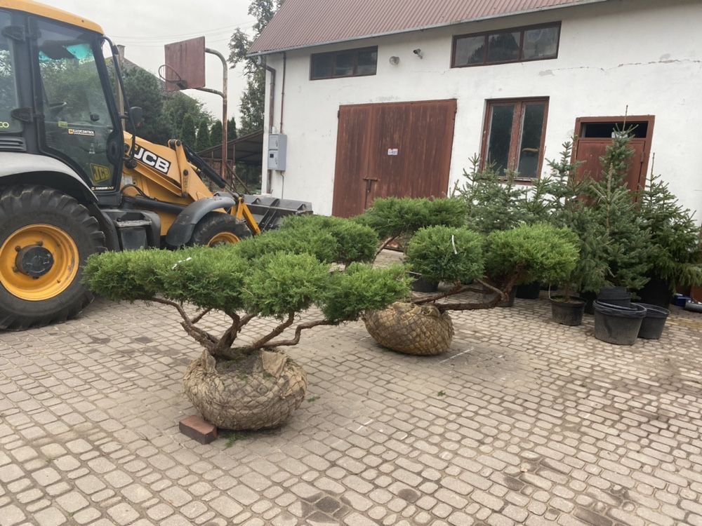 Jałowiec Formowany  BONSAI