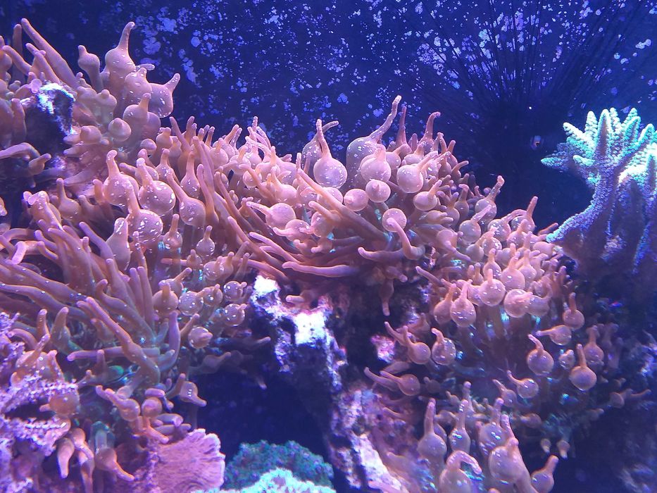 Ukwiał  quadricolor red duży