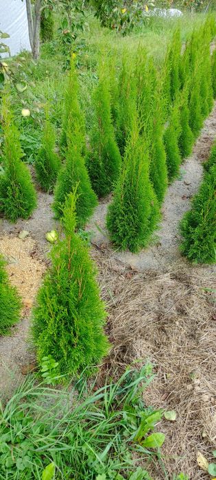 Продам туя смарагд