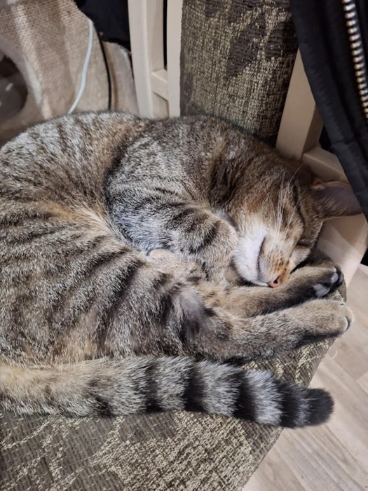 Niewidoma Olimpia szuka domu