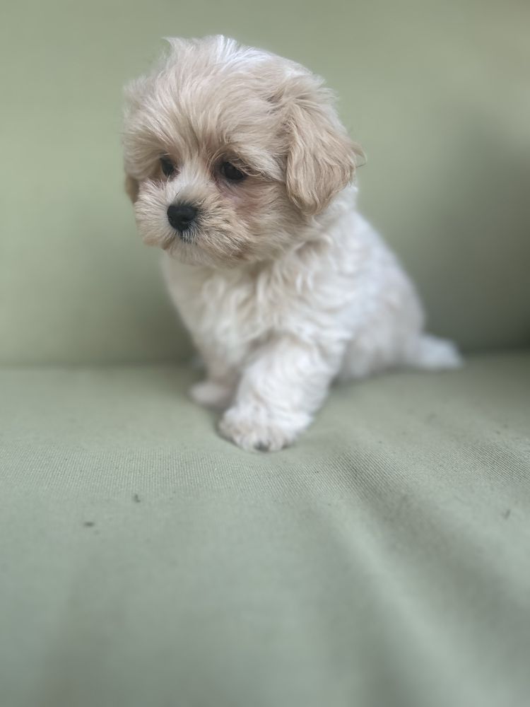 Maltipoo śliczny piesek