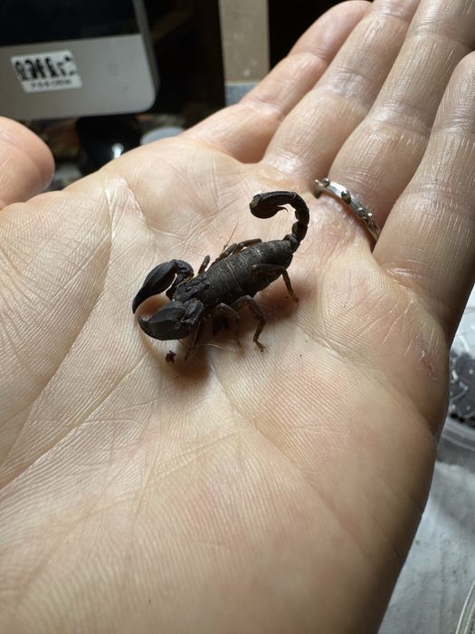 Chaerilus sp. Lale L2 / Skorpion