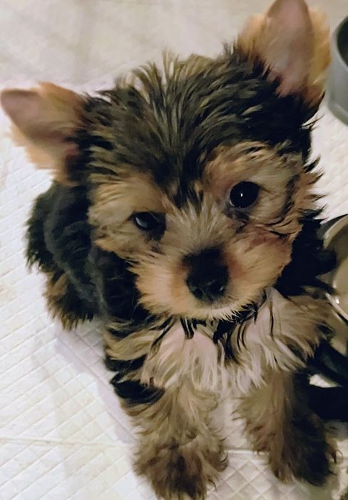 Yorkshire Terrier