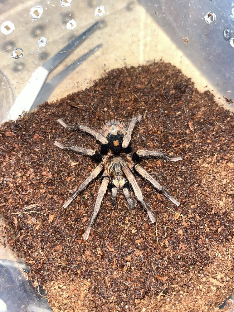 Hapalopus Vangoghi l1 rarytas ex guerilla