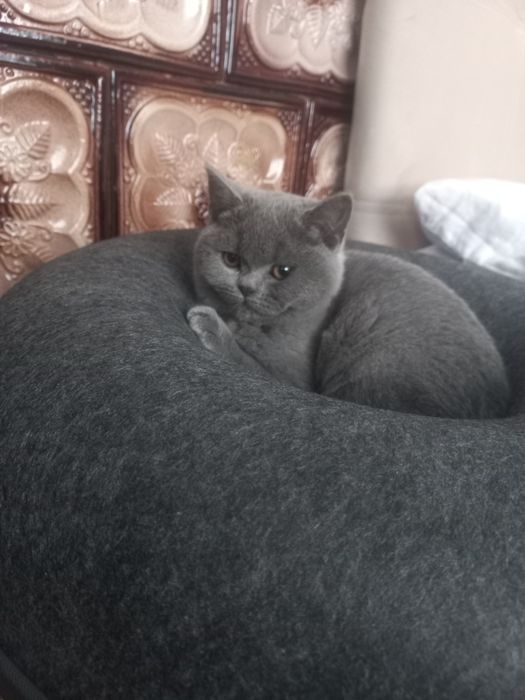 Британці,залишилася 1 прямовуха дівчинка