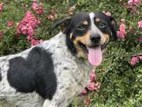 Dwa psy wyrzucone do lasu! Blagamy o adopcje!