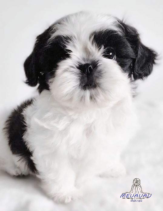 Filhote Macho Shih Tzu
