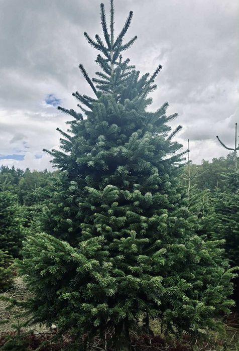Jodla kaukaska 2.70-4.00 swierk choinki