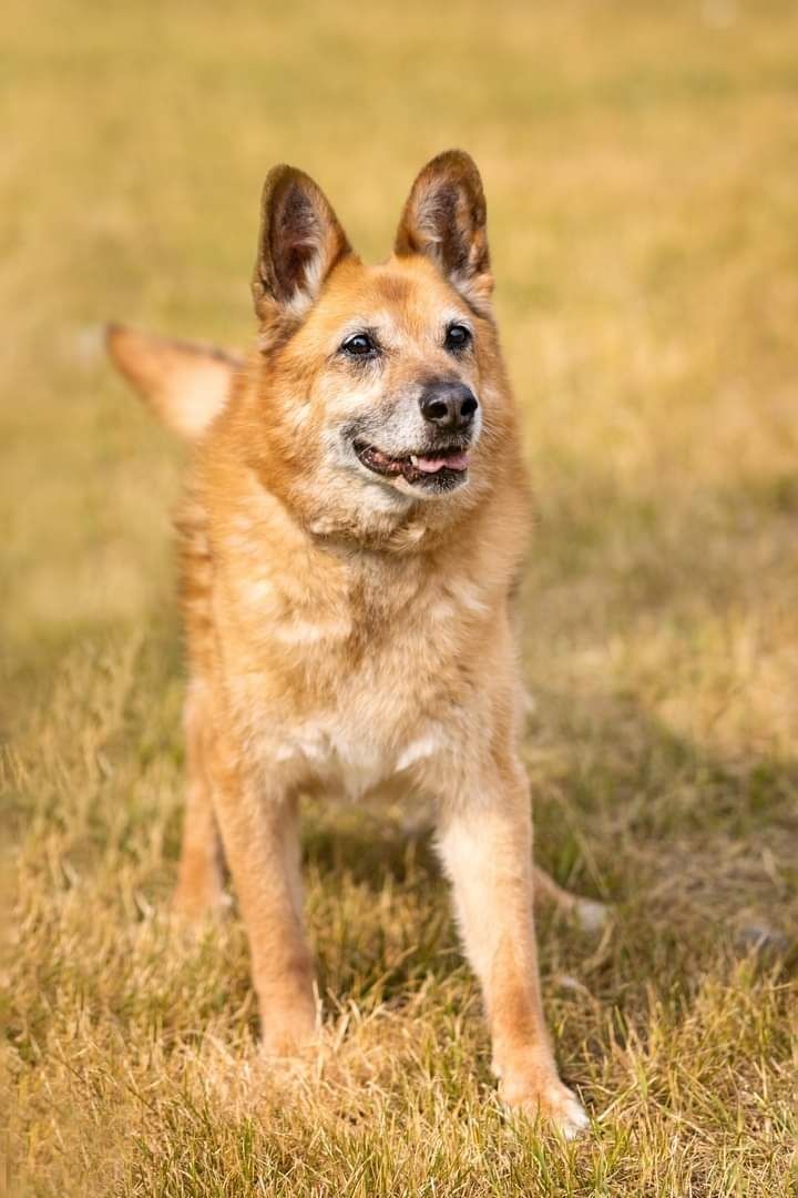 Piękny i bardzo kochany psiak szuka Dobrej Rodzinki Adopcyjnej!