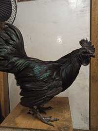 Kogut Ayam Cemani