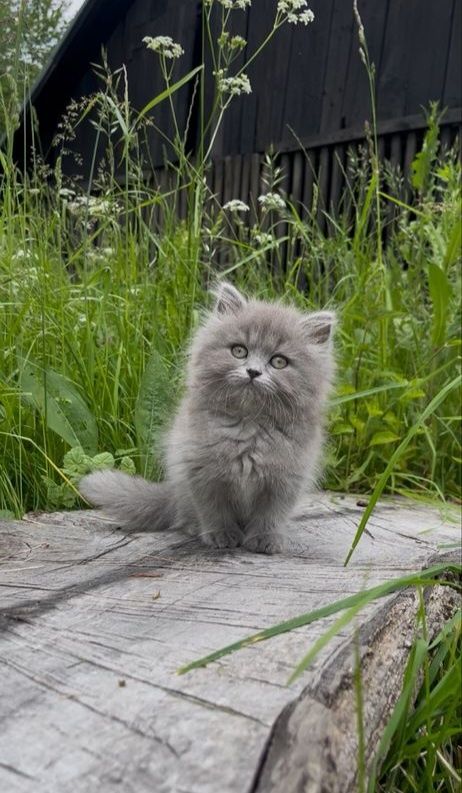 Котята британские с документами!