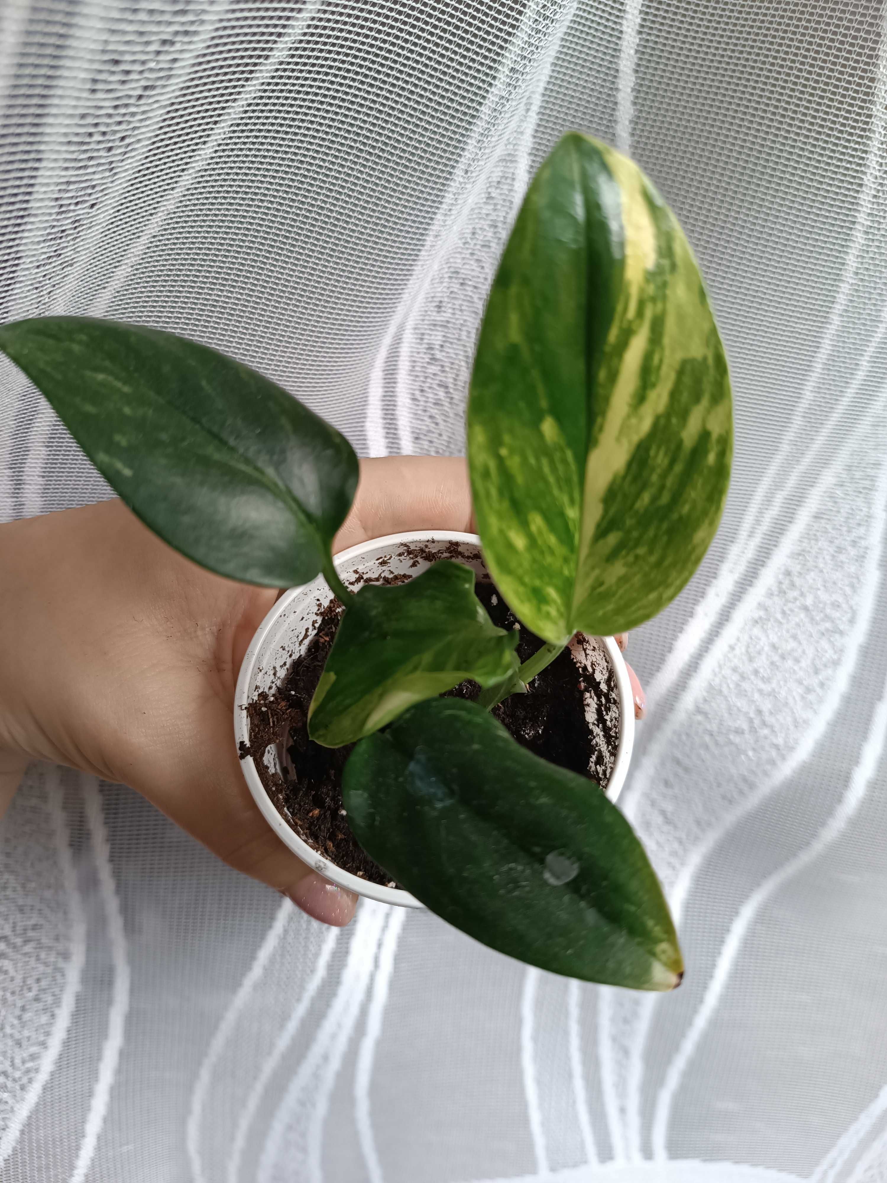 Monstera Standleyana Yellow Variegated