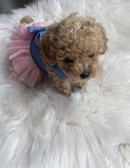 Мальтіпу ф1