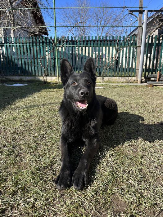 Німецький вівчарка шукає подружку для в’язки