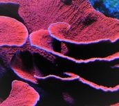 Montipora Talerzowa Czerwona