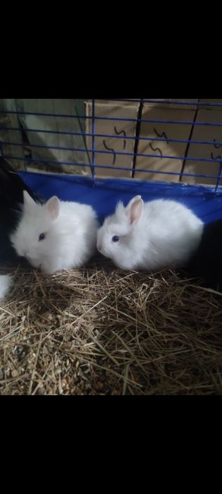 Супер детки декоративные кролики