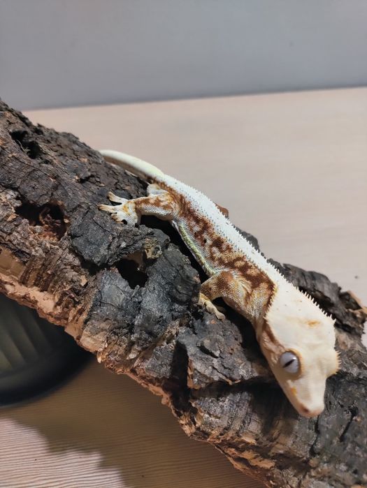 Gekon orzęsiony Dorosły Samiec Red Lilly White