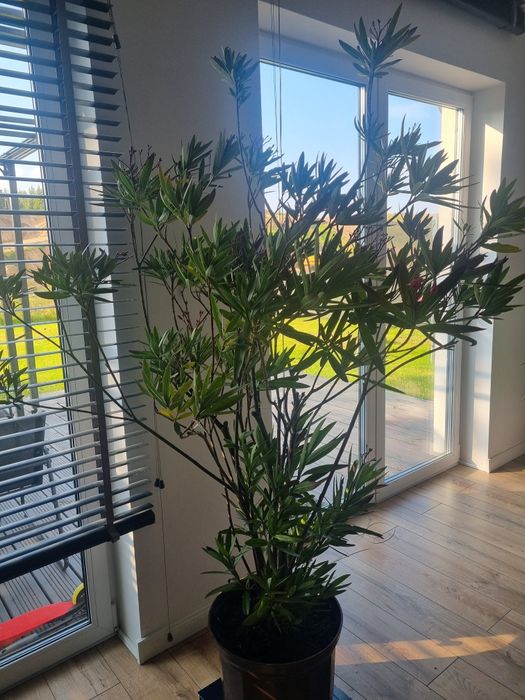 Oleander pospolity