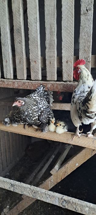 Кури декоративні Бентамки (квочка з курчатками)