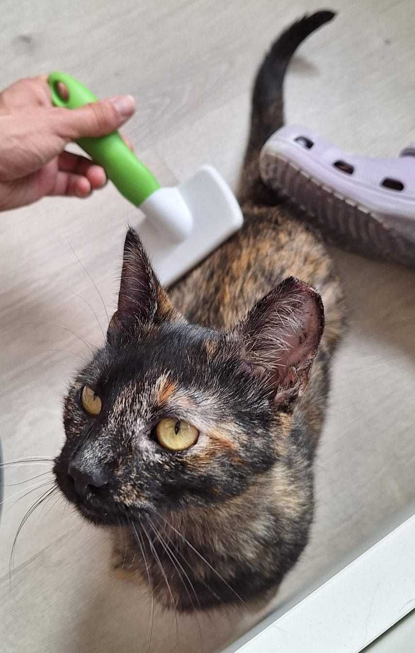 Gatinha de 5 meses para adopção
