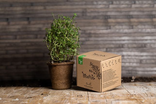 Box Pot - plantar para iniciantes