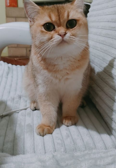 British shorthair gold