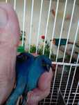 Diamante Forbes / Tricolor