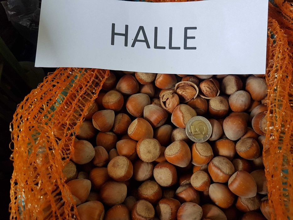 Orzechy laskowe – świeże, 14 zł/kg!