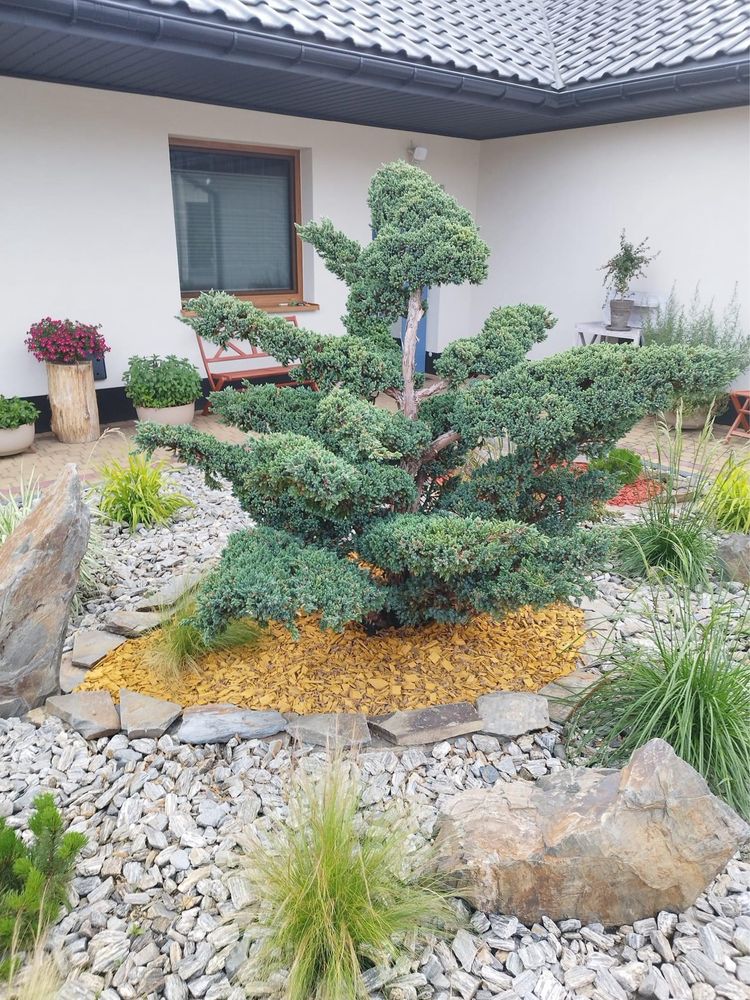 Cis hilli 110-125cm   donica grubyKatalpy klon laurowiśnia  szmaragd