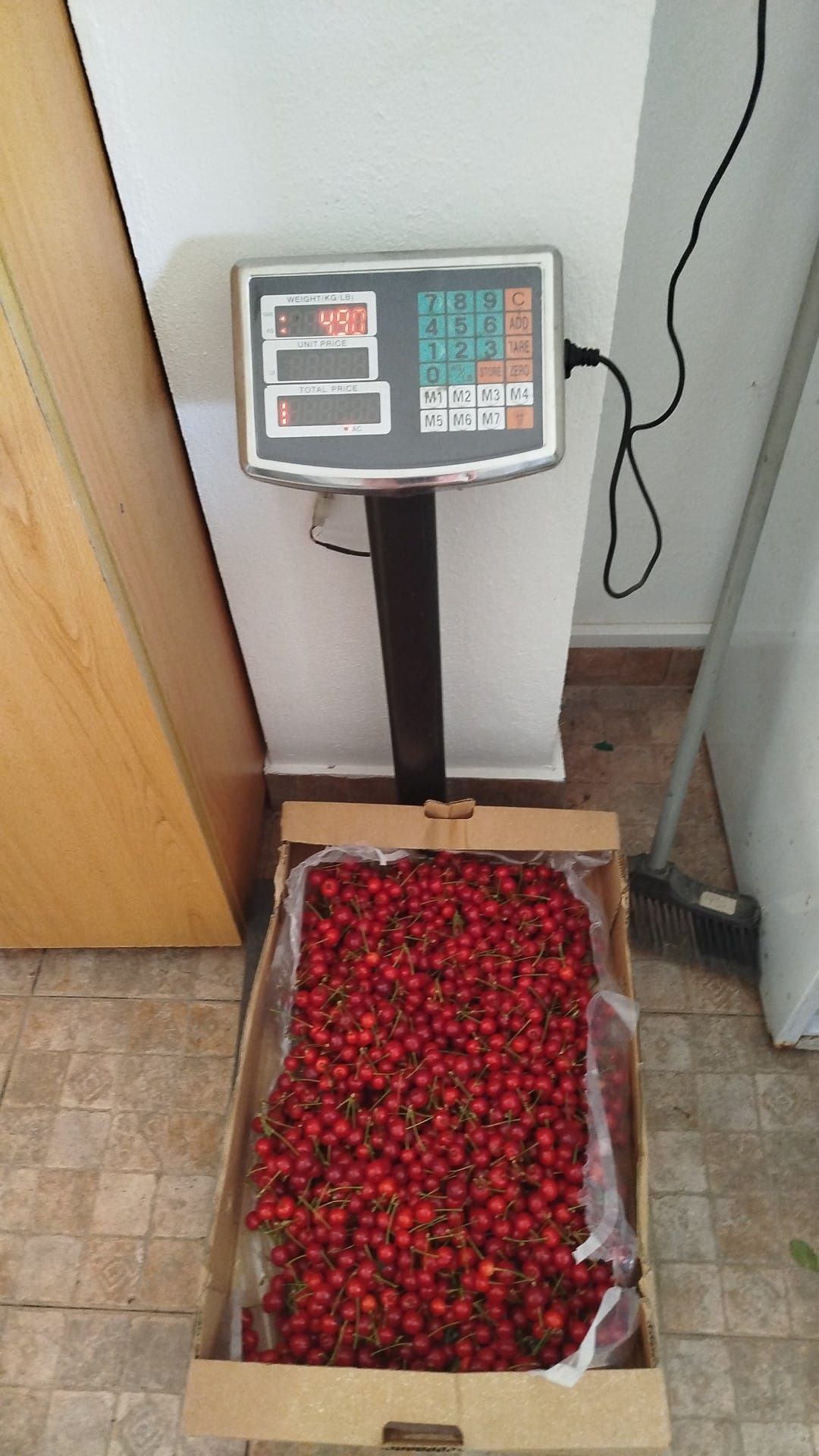 Ginja Fresca - Colheita 2025