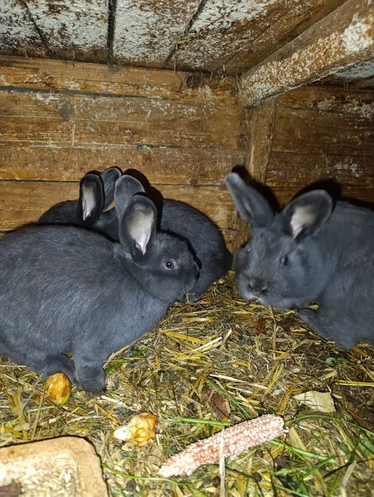 Króliki Samce wiedeński niebieski