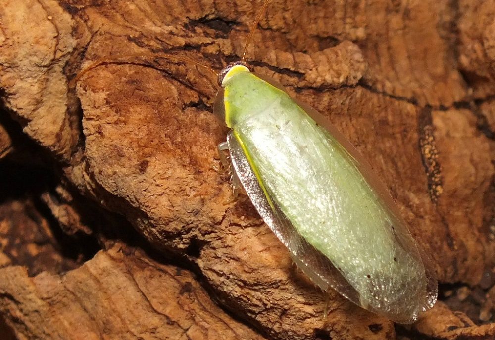 Karaczany zielone karaczan zielony bananowe bananowy Panchlora nivea